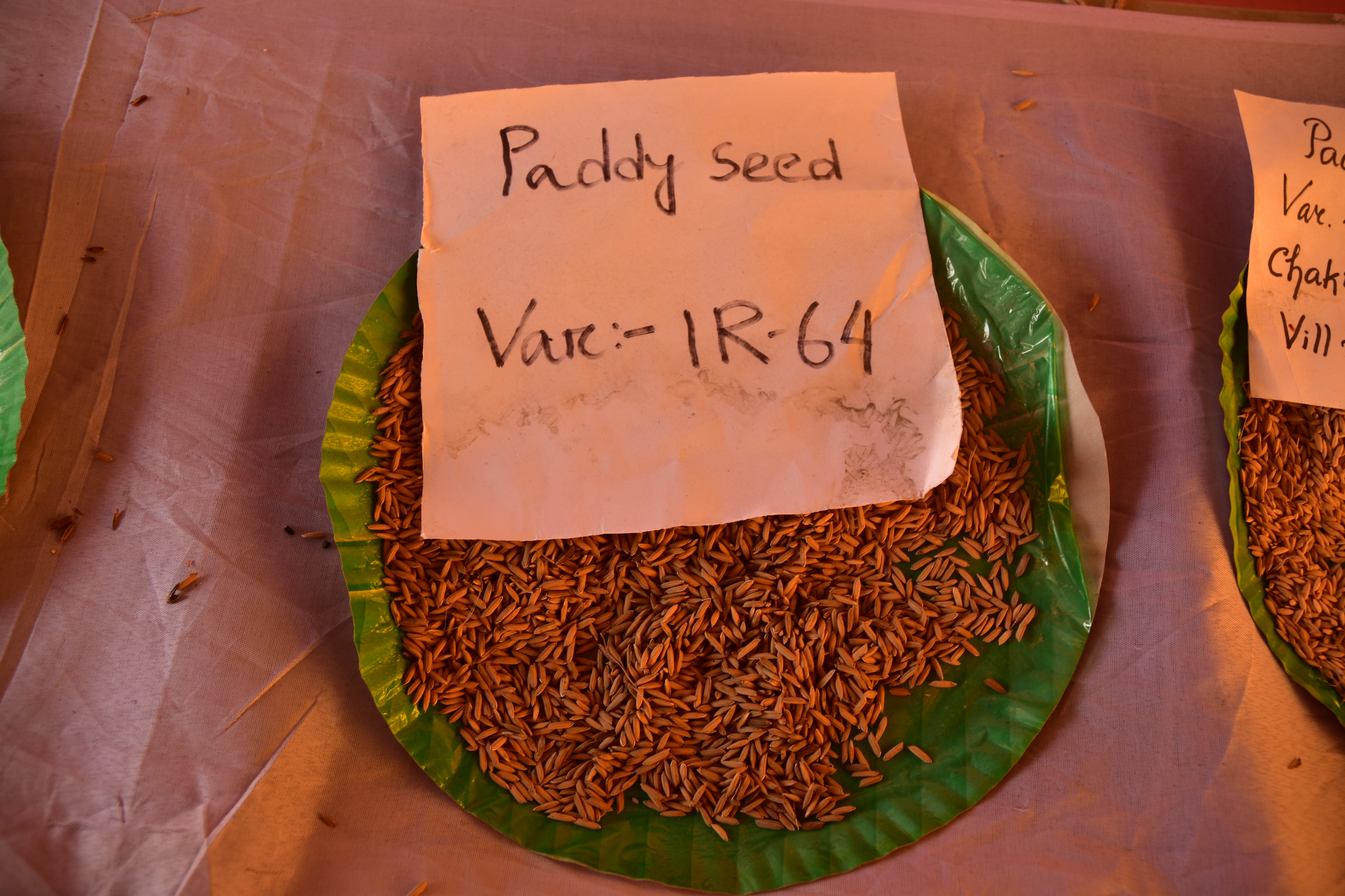 exhibition, rice, seeds