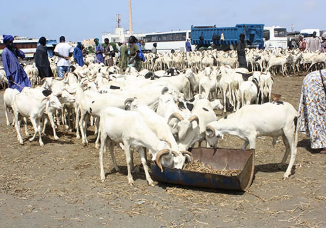 Goats at the market