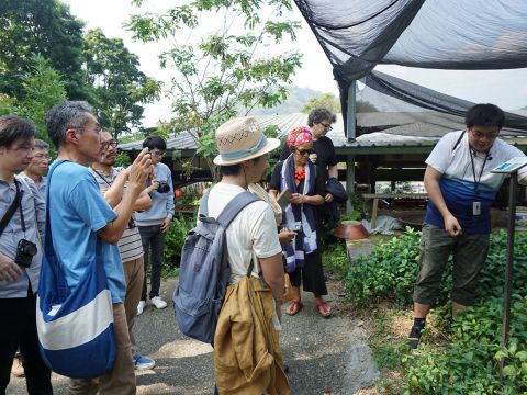 Tzu-Lo showing the participants the indigo plants