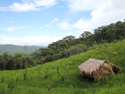Forest around Hin Lad Nai, December 2017