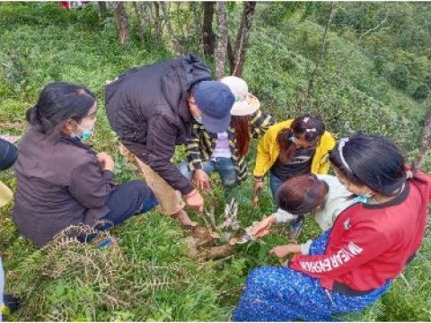 Knowledge Sharing for Tea Branch Trimming