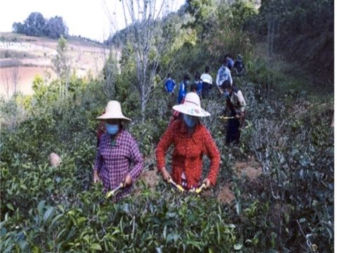 Knowledge Sharing for Tea Branch Trimming