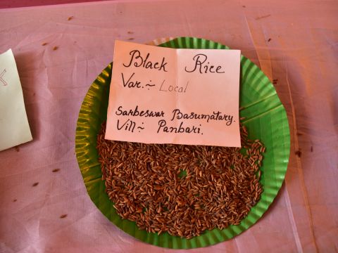 Rice Varieties