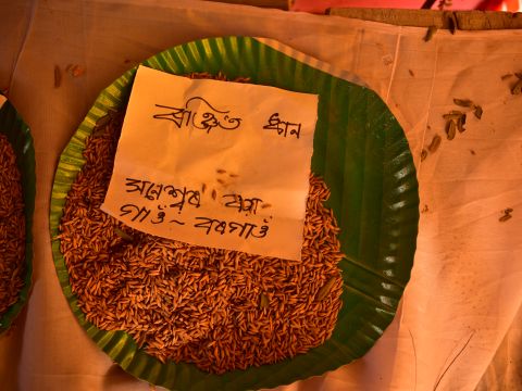 Rice Varieties