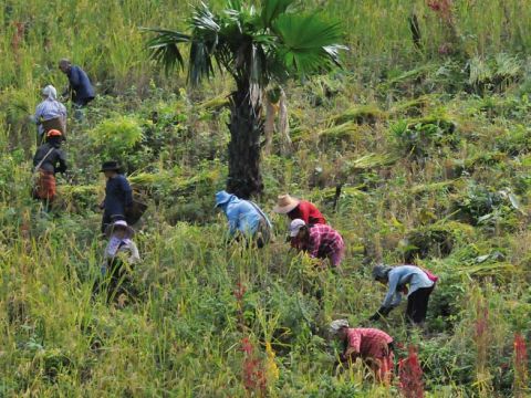 learning through everyday life practices of upland rice cultivation.