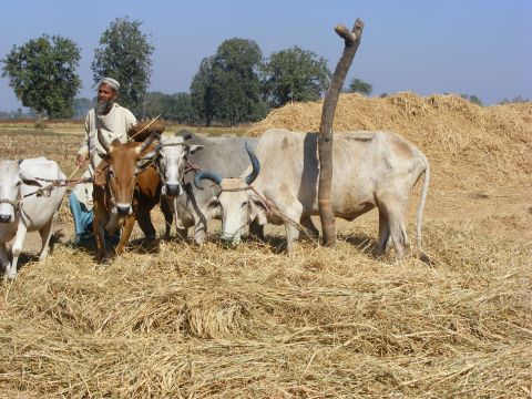 Threshing by Treading 