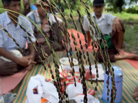 Disappearing Rice Varieties