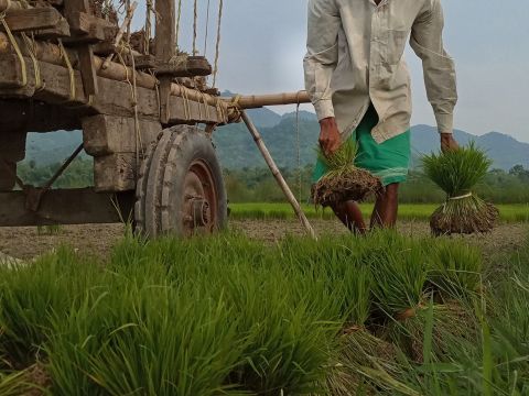 Cultivating Rice in Covid-19 Times