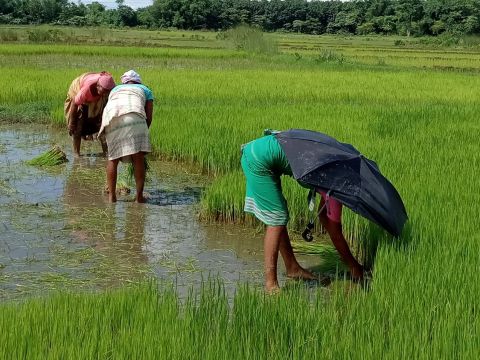 Cultivating Rice in Covid-19 Times