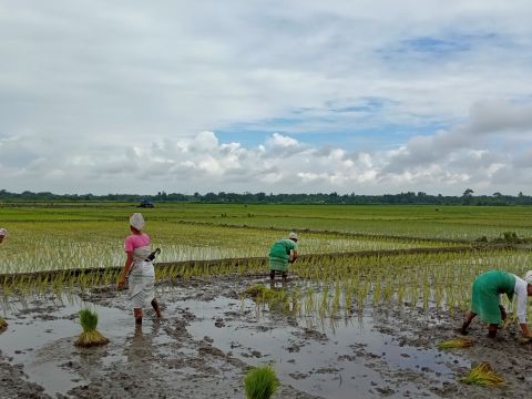 Cultivating Rice in Covid-19 Times