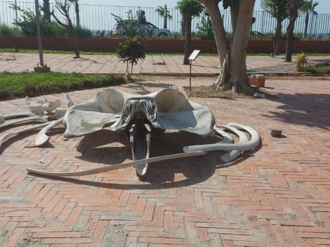 A real elephant carcass located outside the IFAN building