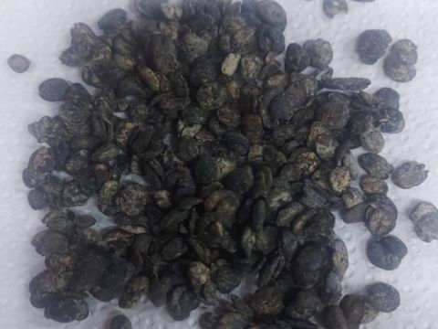 Soumbala, a spice used in traditional African cuisine, in the form of dark brown granules on a paper towel; Credit: Jocelyne Vokouma, 2024