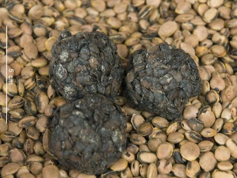 Fermented soumbala balls alongside the African locust bean seeds from which they are made; Credit: Rik Schuiling via Wikimedia Commons, 2014