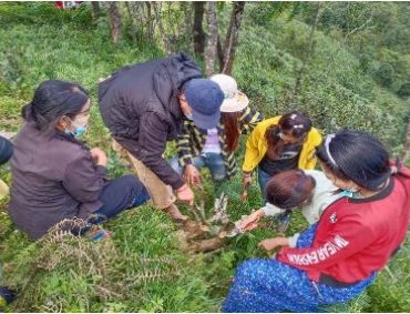 Knowledge Sharing for Tea Branch Trimming