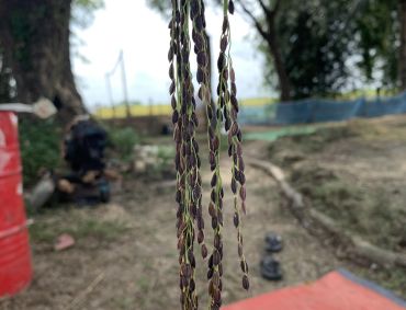 Disappearing Rice Varieties