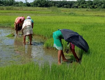 Cultivating Rice in Covid-19 Times