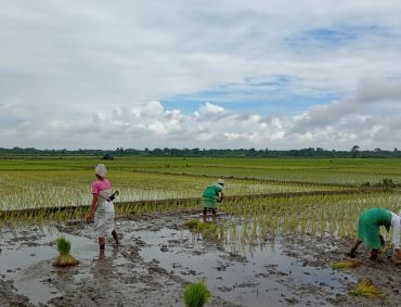 Cultivating Rice in Covid-19 Times