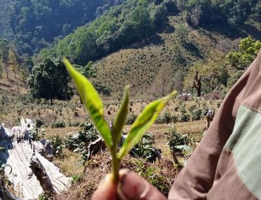 Tea Leaf (Laphet) in Myanmar