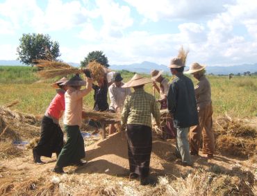 Upland Rice Threshing