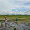 Rice Cultivation, Covid-19, flood, women, gender role