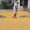 Tuar (Pigeon Pea) being dried out